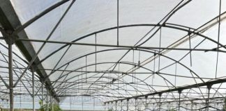 “Elite-AE” në Bërxullë prej 30 vitesh kultivon erëza në sera për eksport