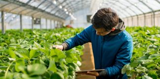 Bujqësisë do t’i shtohen 2 mijë punonjës në 3 vjet