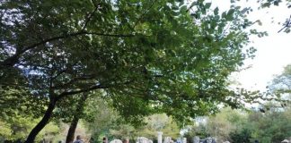 Rritje e fluksit të turistëve në Butrint