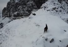 Dhia e egër në Alpet e mbuluara nga dëbora