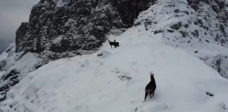 Dhia e egër në Alpet e mbuluara nga dëbora