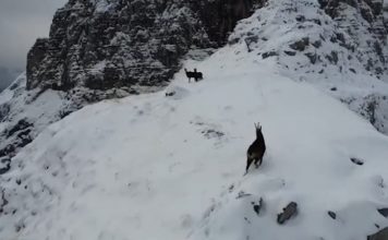 Dhia e egër në Alpet e mbuluara nga dëbora