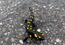 “E bukura e dheut” e pranishme në Parkun Natyror “Korab-Koritnik”