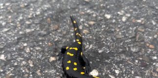 “E bukura e dheut” e pranishme në Parkun Natyror “Korab-Koritnik”