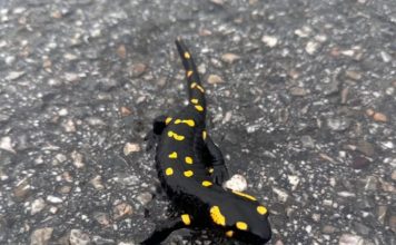 “E bukura e dheut” e pranishme në Parkun Natyror “Korab-Koritnik”