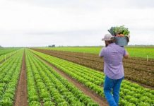 Buxheti 2024; 7.2 miliardë lekë mbështetje e drejtpërdrejtë për fermerët