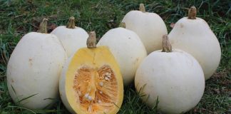 Kungulli i Dimrit – Kushtet e Kultivimit dhe Vlerat për Shëndetin