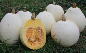 Kungulli i Dimrit – Kushtet e Kultivimit dhe Vlerat për Shëndetin