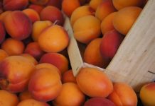 7 Ushqimet që Kanë më Shumë Kalium se Bananet