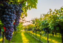 Mbështetja nga IPARD, ferma në Fier serra me teknologji të avancuar