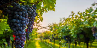 Mbështetja nga IPARD, ferma në Fier serra me teknologji të avancuar