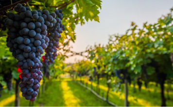 Mbështetja nga IPARD, ferma në Fier serra me teknologji të avancuar