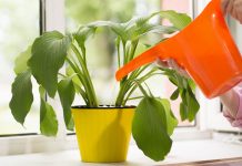 Pesë Ide të Shkëlqyera si të Përdorni Uthullën e Mollës për Lulet në Shtëpi