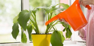 Pesë Ide të Shkëlqyera si të Përdorni Uthullën e Mollës për Lulet në Shtëpi