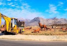 Vepra e artistit Ruowang në rrethrrotullimin e Koplikut