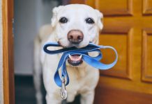 Mbajtja e një qeni ul rrezikun e demencës