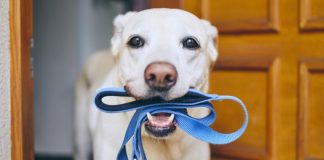 Mbajtja e një qeni ul rrezikun e demencës