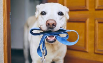 Mbajtja e një qeni ul rrezikun e demencës