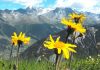 Arnika e Alpeve të Shqipërisë – Vlerat Befasuese të Një Bime të Rrallë