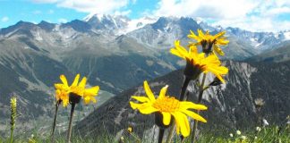 Arnika e Alpeve të Shqipërisë – Vlerat Befasuese të Një Bime të Rrallë