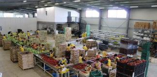 Shoqëri të përbashkëta fermere për rritjen e vlerës së prodhimeve bujqësore