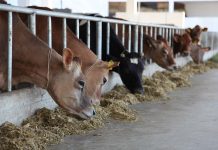 TVSH e zbritshme për karburantin, deri në 12 % për fermat bujqësore e blegtorale