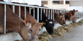 TVSH e zbritshme për karburantin, deri në 12 % për fermat bujqësore e blegtorale