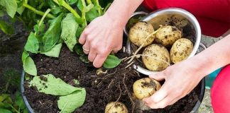 Si të Mbillni Patatet në Shtëpi në Pesë Hapa të Thjeshtë