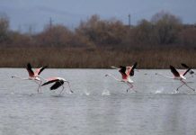 Flamingot në Kune të Shëngjinit