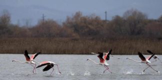 Flamingot në Kune të Shëngjinit