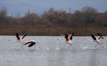 Flamingot në Kune të Shëngjinit
