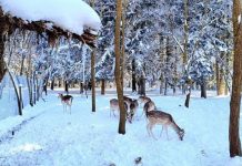 Pylli i Fazanëve në Maliq, ‘pushtohet’ nga sorkadhet