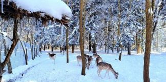 Pylli i Fazanëve në Maliq, ‘pushtohet’ nga sorkadhet