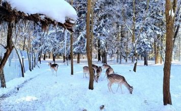 Pylli i Fazanëve në Maliq, ‘pushtohet’ nga sorkadhet