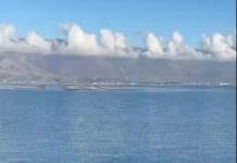 Foka e Mesdheut sërish në ujërat shqiptare