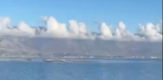 Foka e Mesdheut sërish në ujërat shqiptare