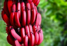 Bananet e Kuqe dhe Llojet e Tjera të Frutit të Famshëm