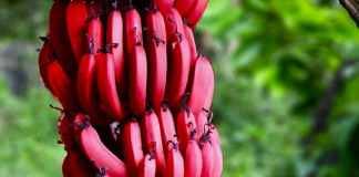 Bananet e Kuqe dhe Llojet e Tjera të Frutit të Famshëm