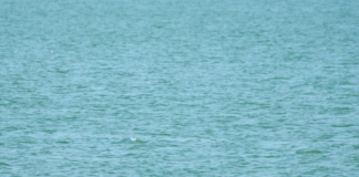 Kayaking & boat tour në Shkodër, Programi CoSolve mundëson sistemit elektronik të pagesave