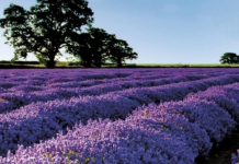 Eksporti i bimëve mjekësore në tregjet e BE-së dhe SHBA-së