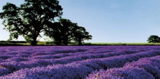 Eksporti i bimëve mjekësore në tregjet e BE-së dhe SHBA-së