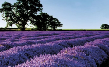 Eksporti i bimëve mjekësore në tregjet e BE-së dhe SHBA-së