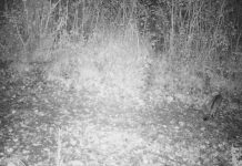 Macja e egër, dokumentohet për herë të parë në “Divjakë-Karavasta”