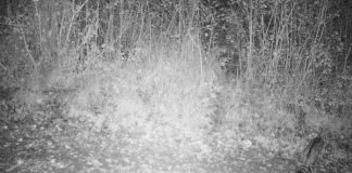 Macja e egër, dokumentohet për herë të parë në “Divjakë-Karavasta”