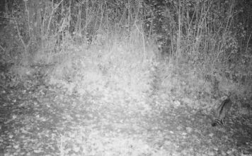 Macja e egër, dokumentohet për herë të parë në “Divjakë-Karavasta”