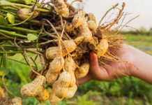 Kikirikët, Si t’i Rrisni Krejt Lehtë në Shtëpi