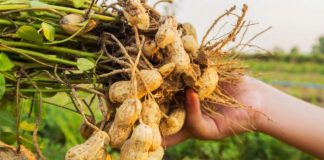 Kikirikët, Si t’i Rrisni Krejt Lehtë në Shtëpi