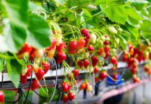 Si të Mbillni Luleshtrydhe Plot Lëng në Ballkonin Tuaj