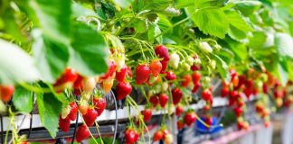 Si të Mbillni Luleshtrydhe Plot Lëng në Ballkonin Tuaj