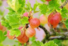 Çaji i Rrushit të Serezit – 7 Përfitimet Shëndetësore që Duhet të Dini